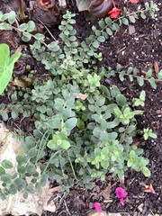 Scutellaria wrightii