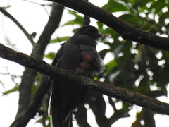 Trogon surrucura