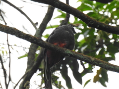 Trogon surrucura