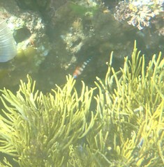 Notoclinops segmentatus