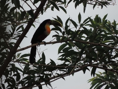 Ramphastos dicolorus