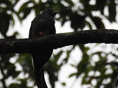 Trogon surrucura