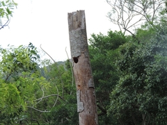 Ramphastos dicolorus