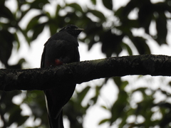 Trogon surrucura