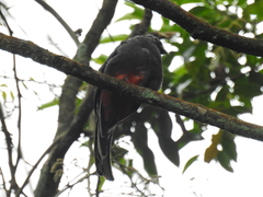 Trogon surrucura
