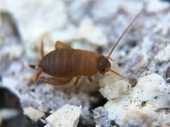 Myrmecophilus