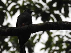 Trogon surrucura