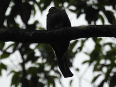 Trogon surrucura