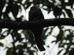Trogon surrucura