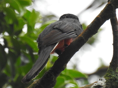 Trogon surrucura
