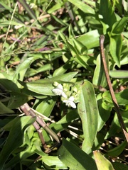 Tripogandra serrulata