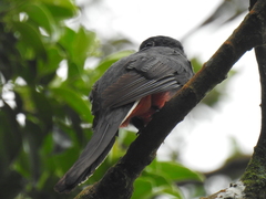 Trogon surrucura