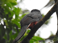 Trogon surrucura