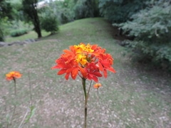 Epidendrum fulgens