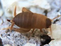 Myrmecophilus