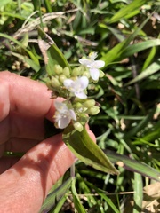 Tripogandra serrulata