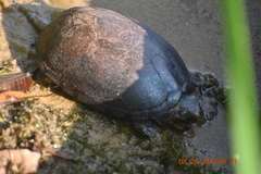 Kinosternon subrubrum subrubrum