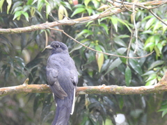 Trogon surrucura