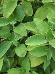 Coleus amboinicus