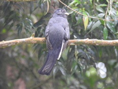 Trogon surrucura