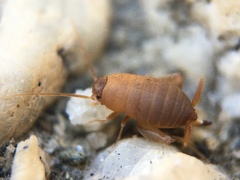 Myrmecophilus