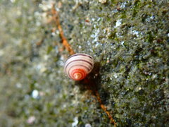 Coelotrochus chathamensis