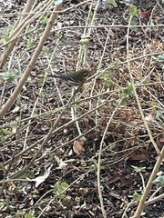 Setophaga townsendi