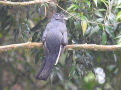 Trogon surrucura