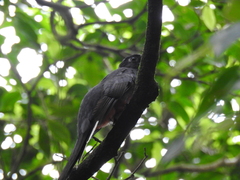 Trogon surrucura