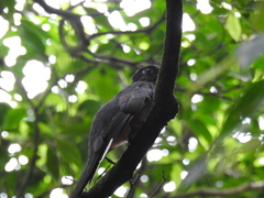 Trogon surrucura