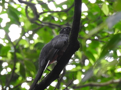 Trogon surrucura