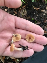 Tubaria furfuracea
