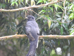 Trogon surrucura