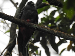 Trogon surrucura