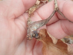 Neuroterus quercusbatatus