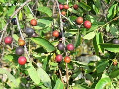 Karwinskia humboldtiana