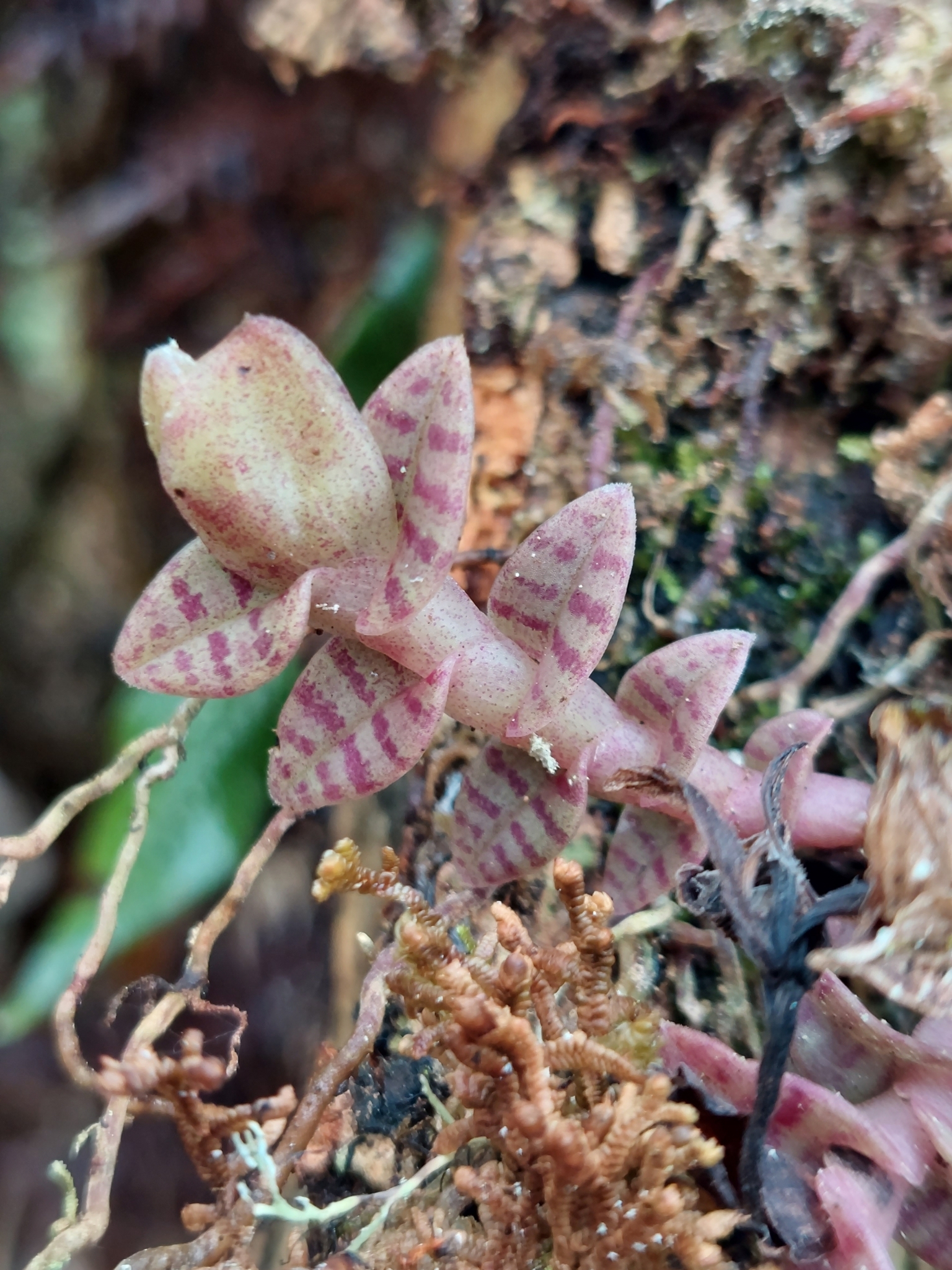 Epidendrum tigriphyllum Hágsater 3
