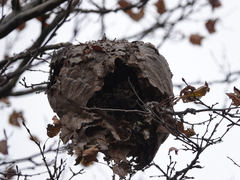 Dolichovespula maculata