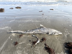 Carcharhinus limbatus