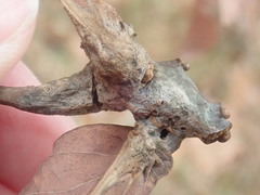 Neuroterus quercusbatatus