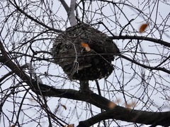 Dolichovespula maculata