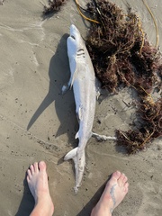 Carcharhinus limbatus