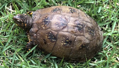Terrapene carolina major
