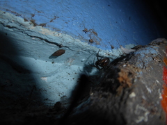 Steatoda nobilis