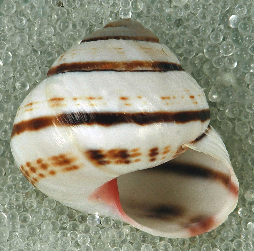 seagrape snail