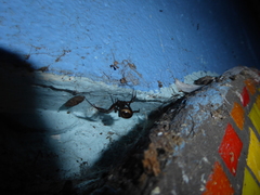 Steatoda nobilis