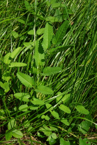 krvavec lekársky (Sanguisorba officinalis)