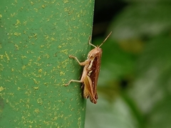 Spathosternum prasiniferum