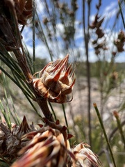 Cylindrococcus spiniferus