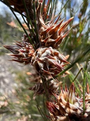 Cylindrococcus spiniferus